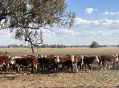 Robert Reid believes there's nothing better than looking out over a paddock of red and white cattle, and this photo is testament to that with Hereford steers running on his family's Albury district property, Chudleigh. Picture supplied