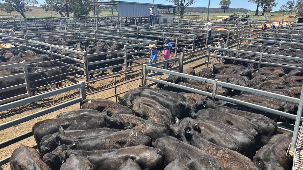 Majority of the cattle sold will head west of the Newell highway. File photo