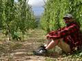 New Zealand cherry grower Mike Casey in his orchard, which is run entirely without any burning of fossil fuels. Picture Shan Goodwin.