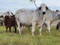 Skyview Farming farm manager Jacon McDougall said the 85 pure Brahman and Simmental x Brahman they'll offer at the the first Commercial Brahman Female Show and Sale at Clermont, on April 19, offer excellent examples of the versatility of the Brahman cow. Picture supplied