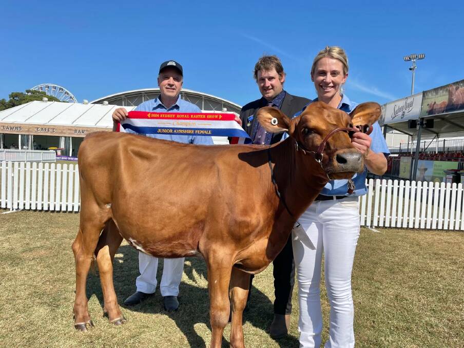 David Mayo with his daughter Ashleigh Wright and their junior heifer champion Regal Park High Shower, also pictured is judge Jake Matthews. Picture by Samantha Townsend